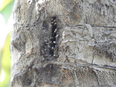 Oxytrigona tataira