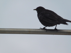 Cinclodes antarcticus