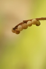 Insecta