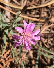 Lactuca graminifolia