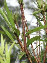 Candovia strumosa
