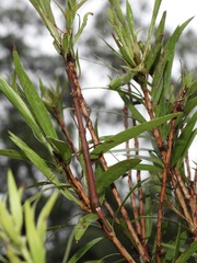 Candovia strumosa
