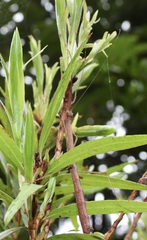 Candovia strumosa