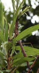 Candovia strumosa