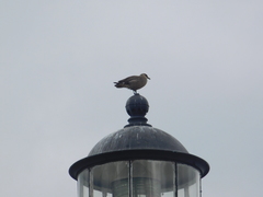 Stercorarius antarcticus