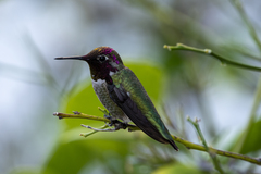 Calypte anna