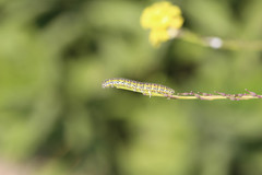 Euchloe ausonia