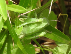Teratodes brachypterus