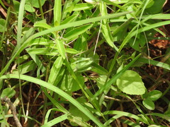 Teratodes brachypterus