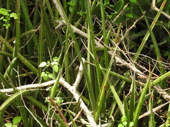 Sansevieria cylindrica