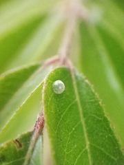 Insecta