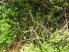 Sansevieria cylindrica