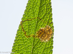 Phytomyza salviae