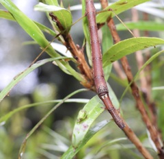 Candovia strumosa