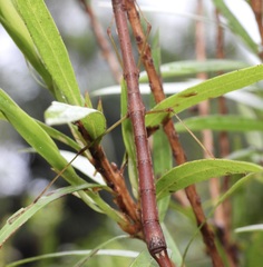 Candovia strumosa