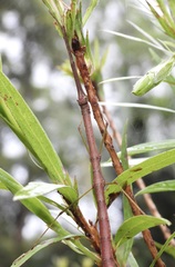 Candovia strumosa