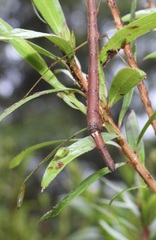 Candovia strumosa