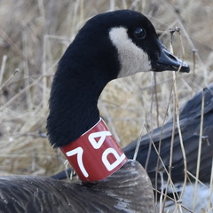 Branta canadensis occidentalis
