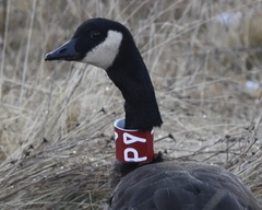 Branta canadensis occidentalis