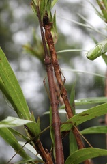 Candovia strumosa