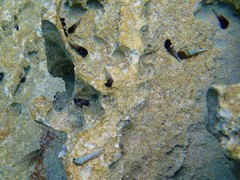 Thiaridae