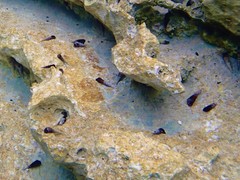 Thiaridae