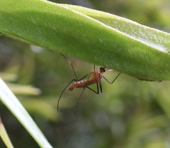 Coquillettidia xanthogaster