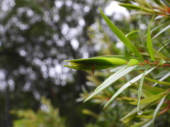 Coquillettidia xanthogaster