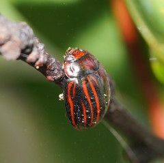 Paropsisterna semivittata