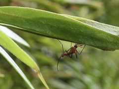 Coquillettidia xanthogaster