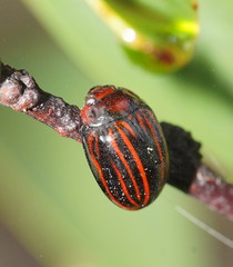 Paropsisterna semivittata