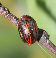 Paropsisterna semivittata