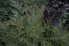 Selaginella pallescens