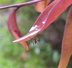 Coquillettidia xanthogaster