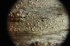Pilocarpaceae