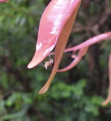 Coquillettidia xanthogaster