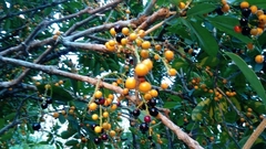 Forchhammeria trifoliata