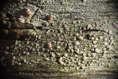 Pilocarpaceae