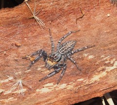 Adoxotoma nodosa