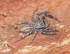 Adoxotoma nodosa