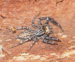 Adoxotoma nodosa