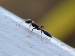 Pseudomyrmex haytianus