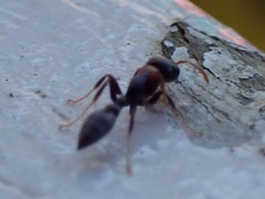 Pseudomyrmex haytianus