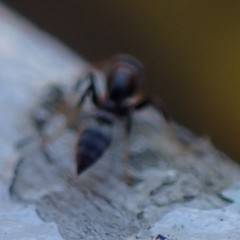 Pseudomyrmex haytianus