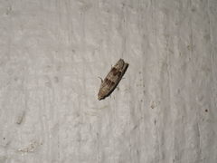 Lepidoptera