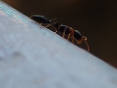 Pseudomyrmex haytianus