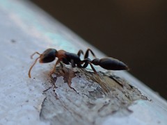 Pseudomyrmex haytianus