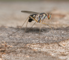 Arachnomyia