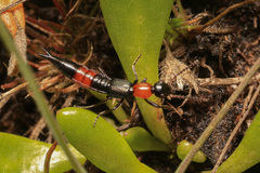 Paederus cruenticollis