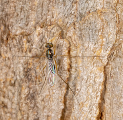 Arachnomyia